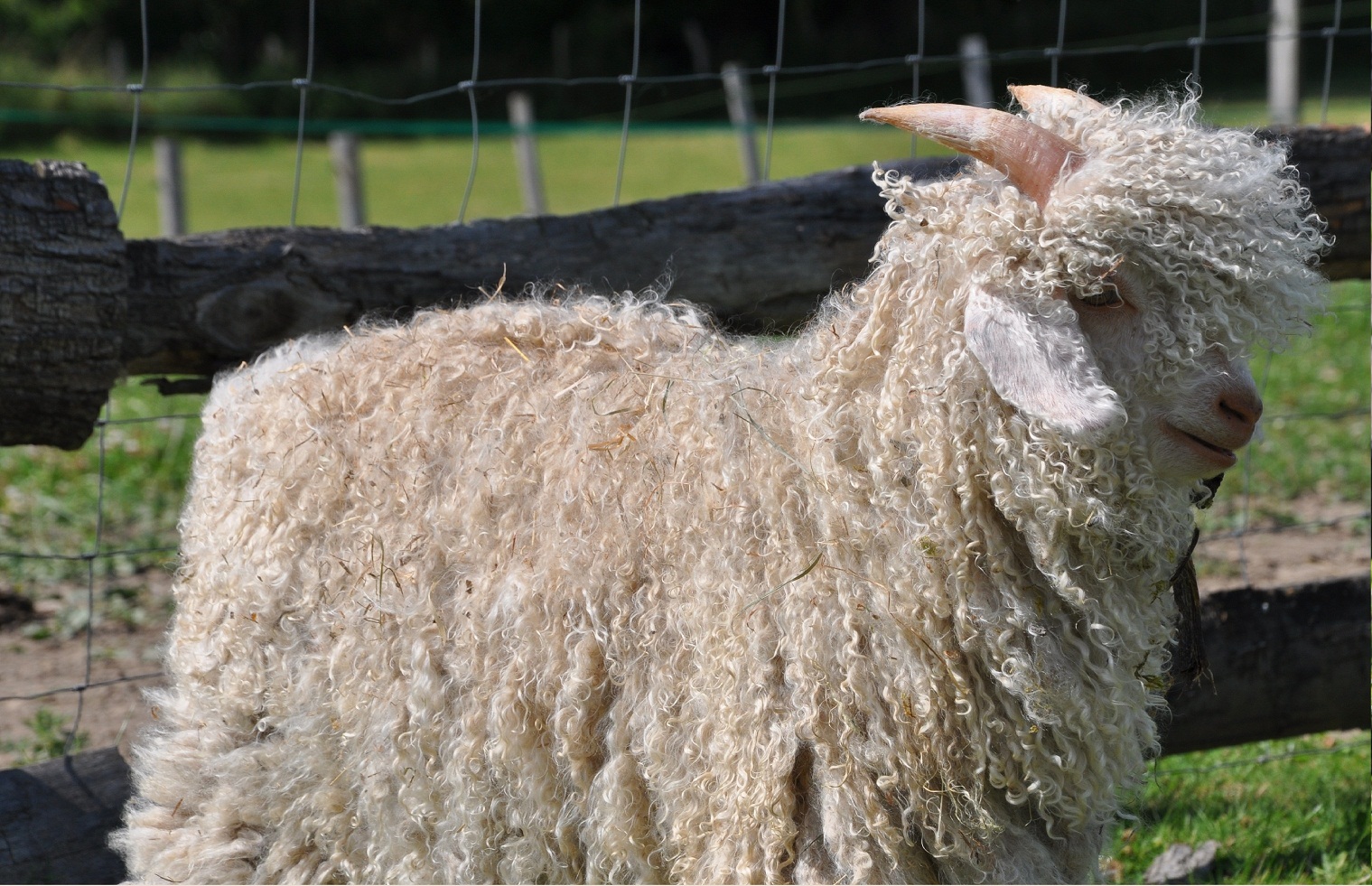 chèvre angora mohair lol`tricote